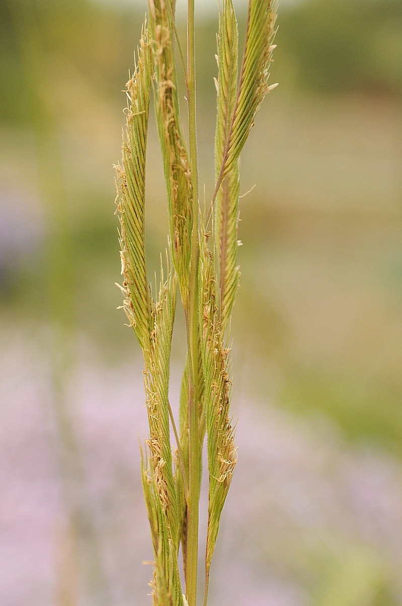 Изображение особи Spartina pectinata.