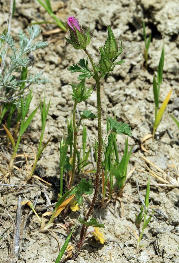 Изображение особи Malva transcaucasica.