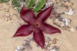 Stapelia hirsuta. Цветок. Израиль, Иудейские горы, г. Иерусалим, ботанический сад университета. 06.01.2020.