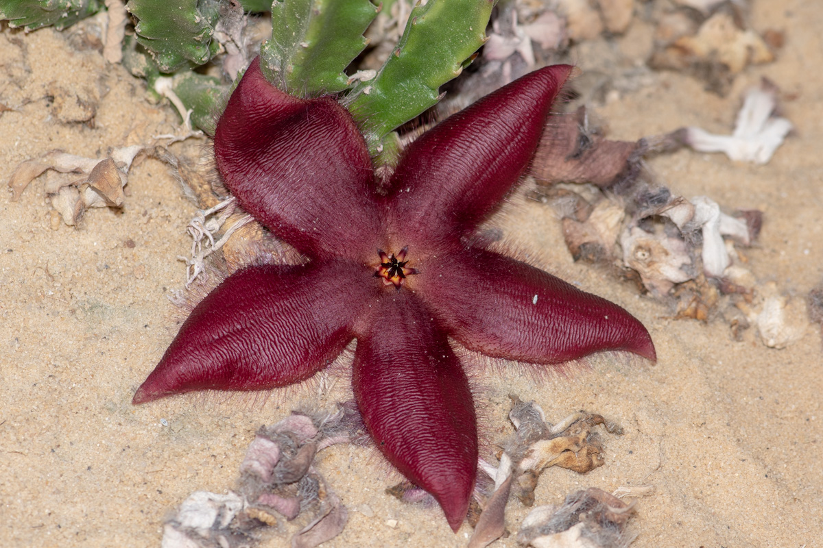 Изображение особи Stapelia hirsuta.