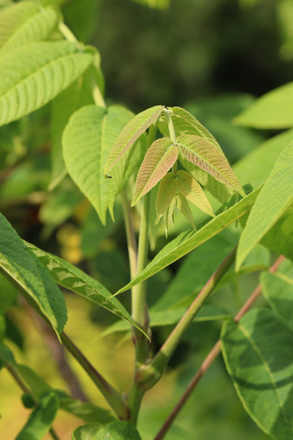 Image of Juglans mandshurica specimen.