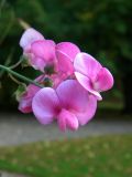 Lathyrus odoratus. Цветки. Санкт-Петербург, Ботанический сад БИН РАН, в культуре. 24.09.2015.