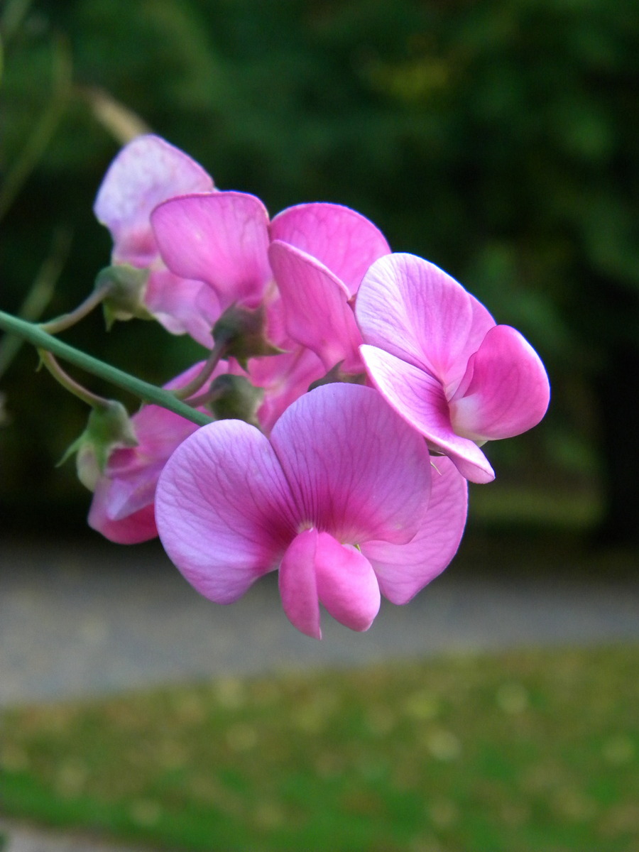 Изображение особи Lathyrus odoratus.