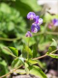 Lathyrus laxiflorus