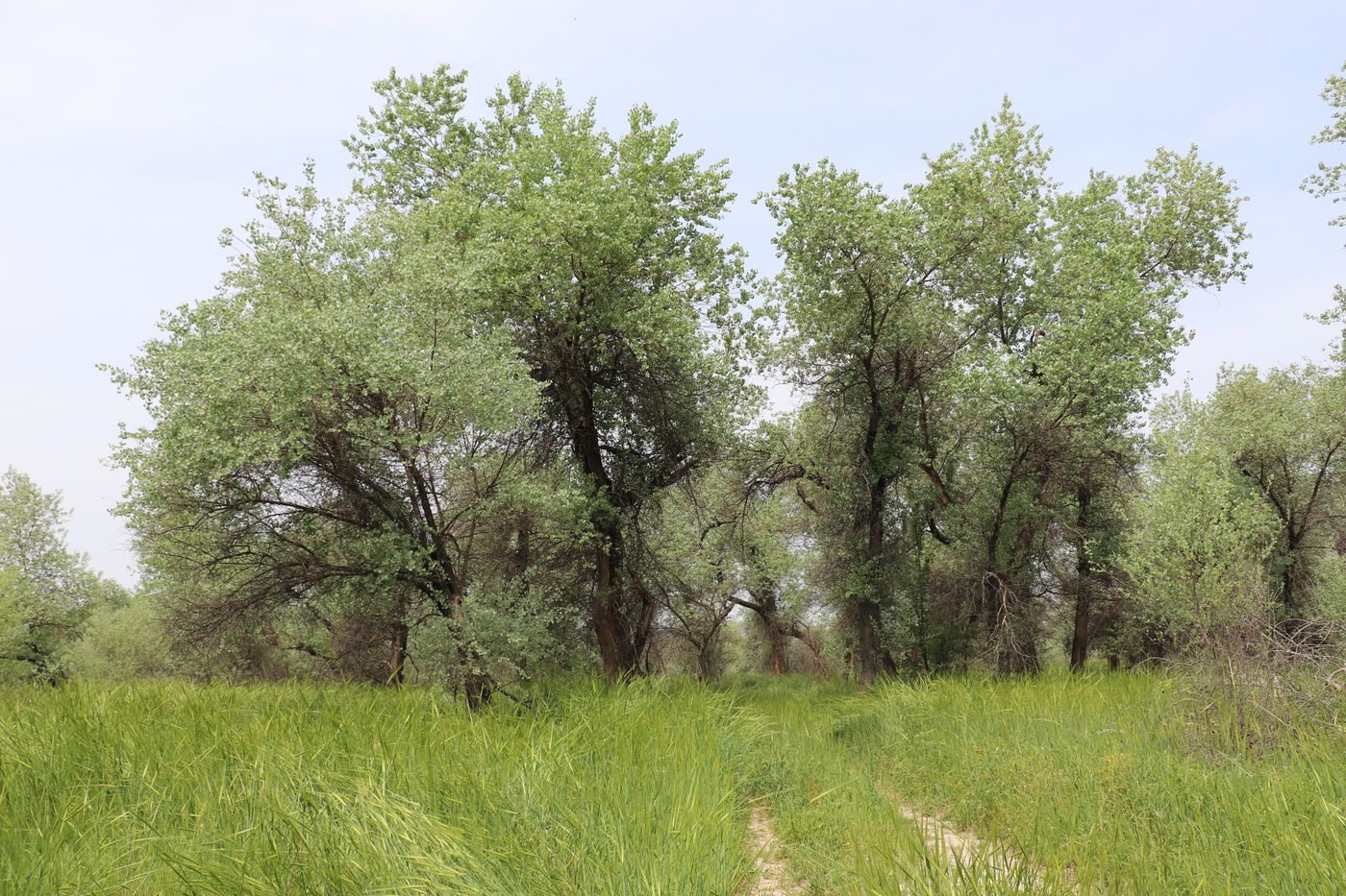 Изображение особи Populus pruinosa.