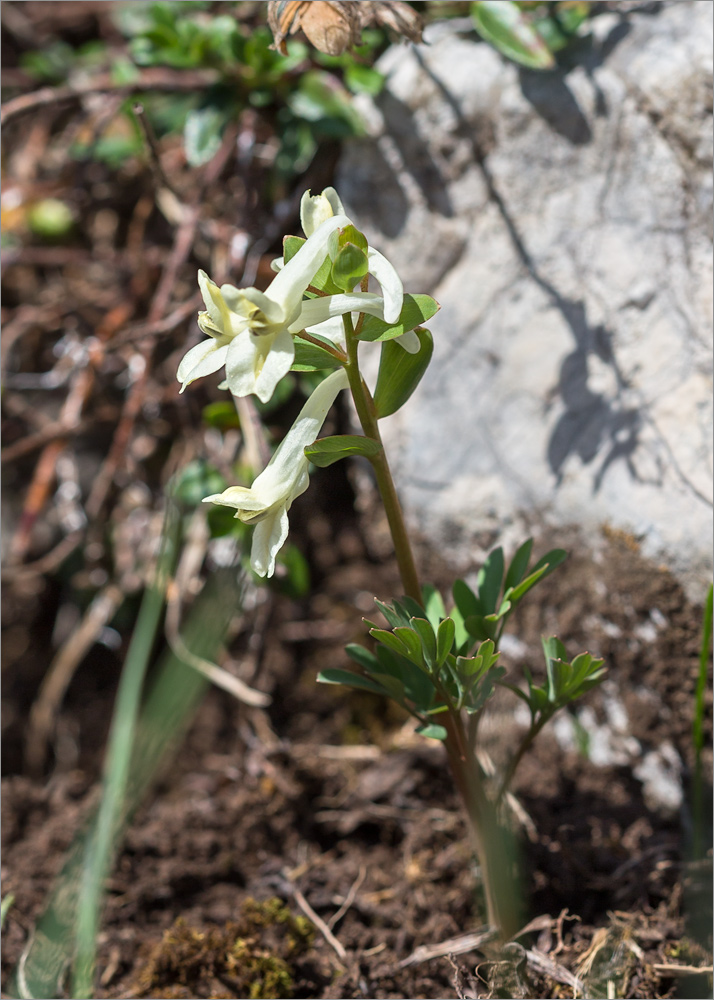 Изображение особи Corydalis vittae.