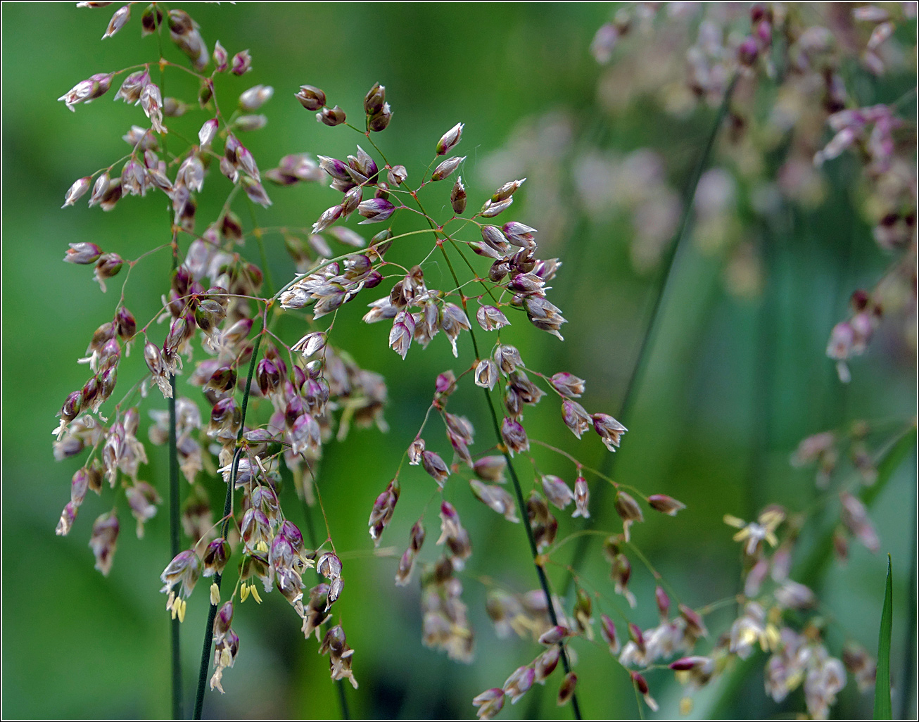 Image of Hierochloe odorata specimen.