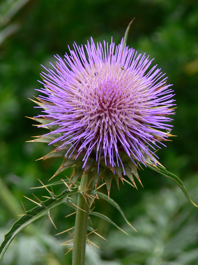 Image of Cynara scolymus specimen.