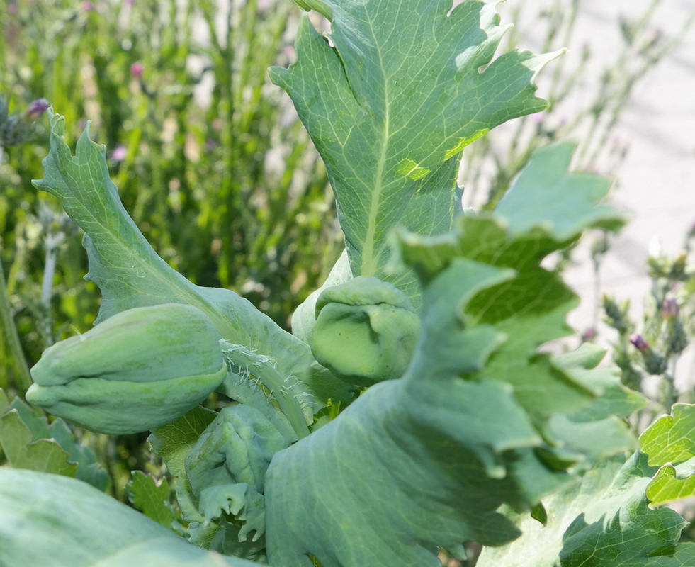 Image of Papaver somniferum specimen.