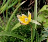 Tulipa tarda