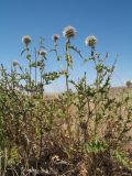 Echinops subglaber. Цветущие растения. Южный Казахстан, вост. предгорья хр. Сырдарьинский Каратау, Закаратауская равнина (возвышенность), сев. побережье оз. Ащиколь, сухая солоноватая степь. 26 июня 2022 г.