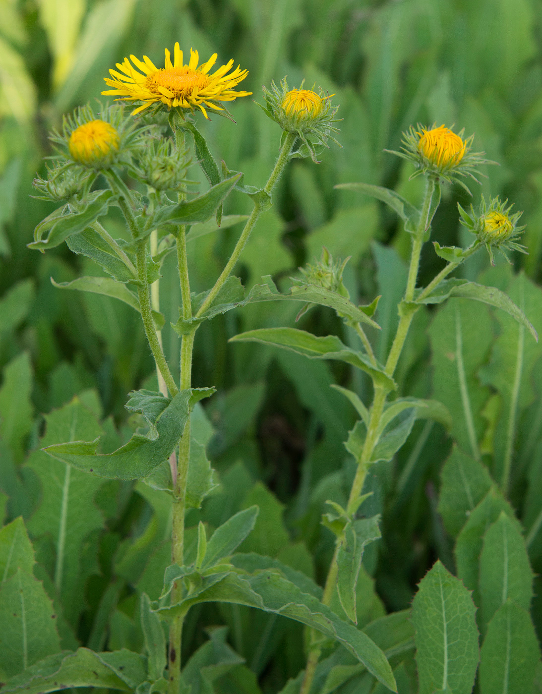 Изображение особи Inula britannica.