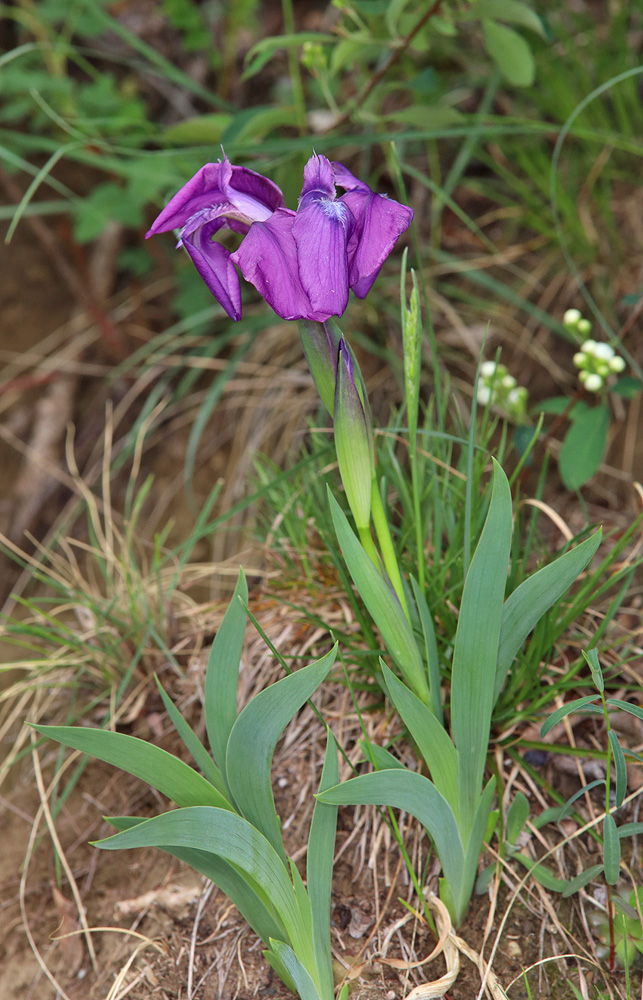 Изображение особи Iris aphylla.