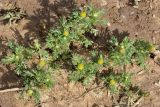 Matricaria discoidea