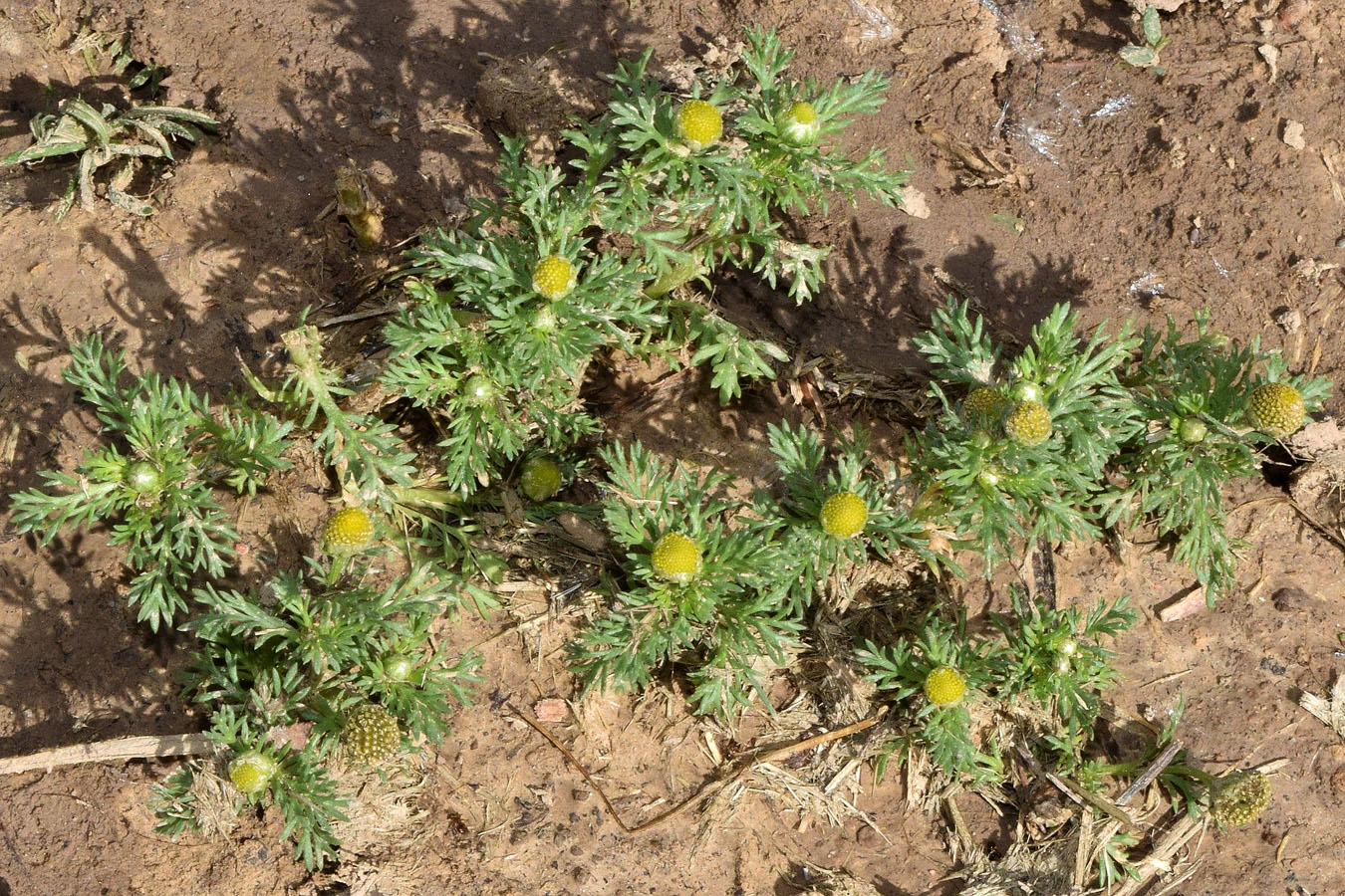 Image of Matricaria discoidea specimen.