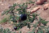 Vachellia drepanolobium. Ветвь с полым шипом-муравейником и плодом. Кения, провинция Рифт-Валли, округ Накуру Каунти, национальный парк \"Lake Nakuru \". 30.01.2013.