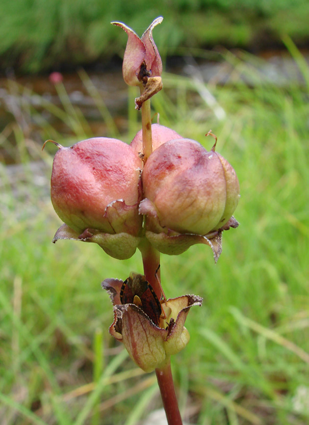 Изображение особи Pedicularis sceptrum-carolinum.