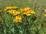 Senecio pancicii