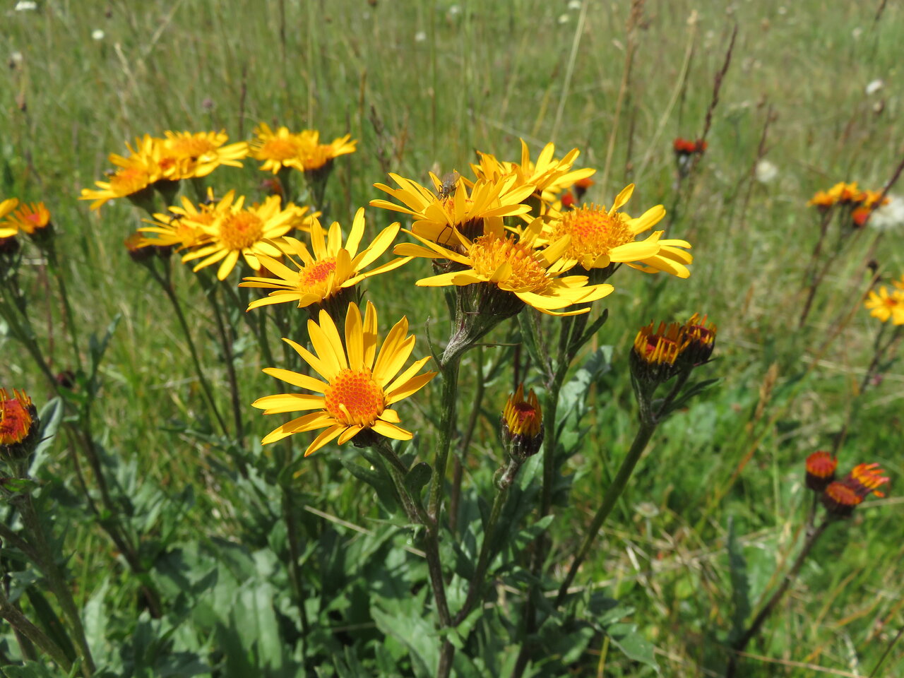 Image of Senecio pancicii specimen.