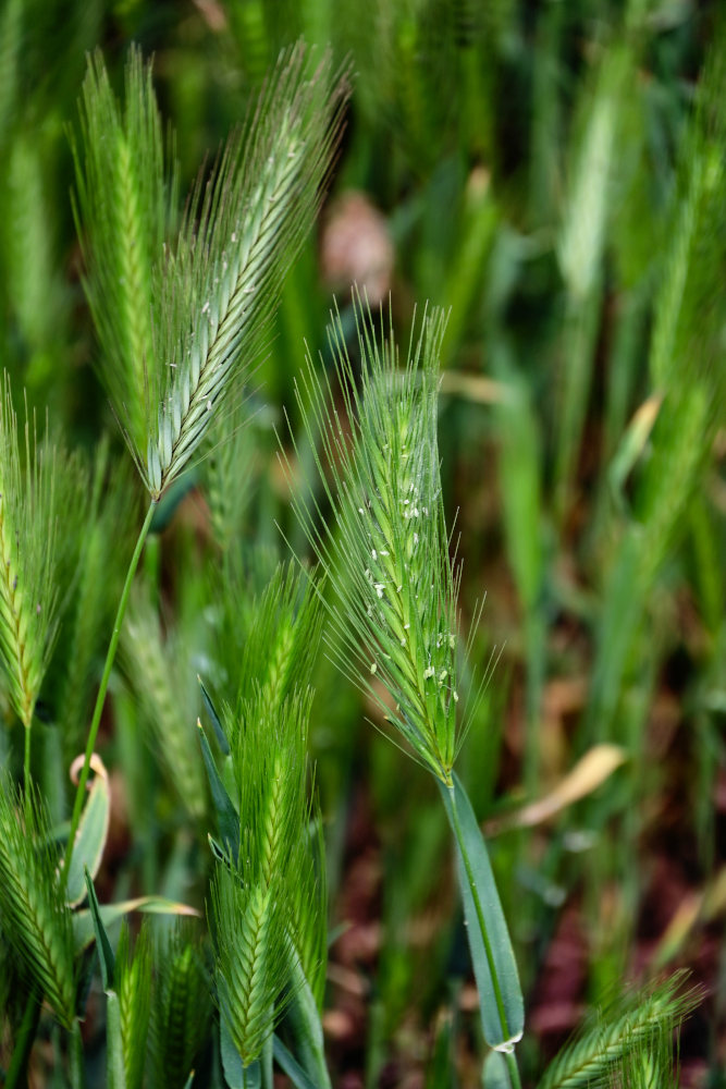 Изображение особи Hordeum leporinum.