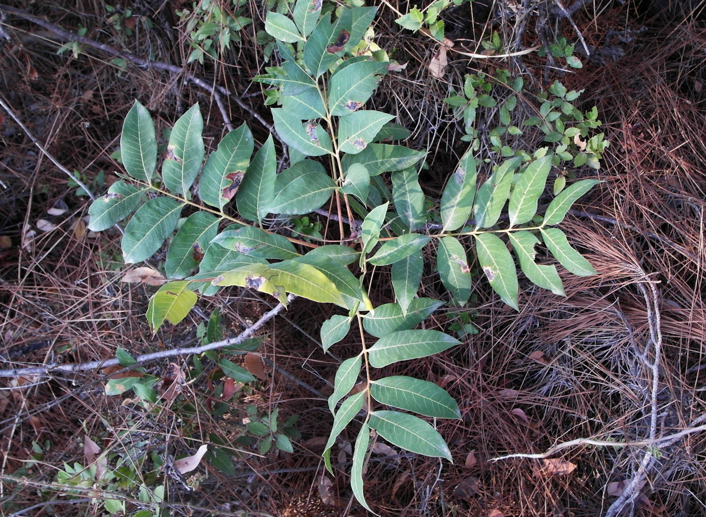 Изображение особи Pistacia terebinthus.
