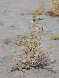 genus Suaeda. Плодоносящее растение. Узбекистан, Ферганская обл., Язъяванский р-н, Язъяванские пески, частично закреплённые дюны. 17 сентября 2022 г.