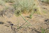 Allium sabulosum