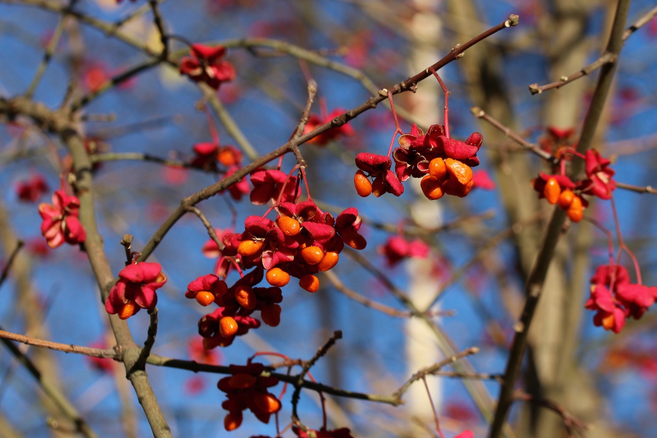 Image of Euonymus europaeus specimen.