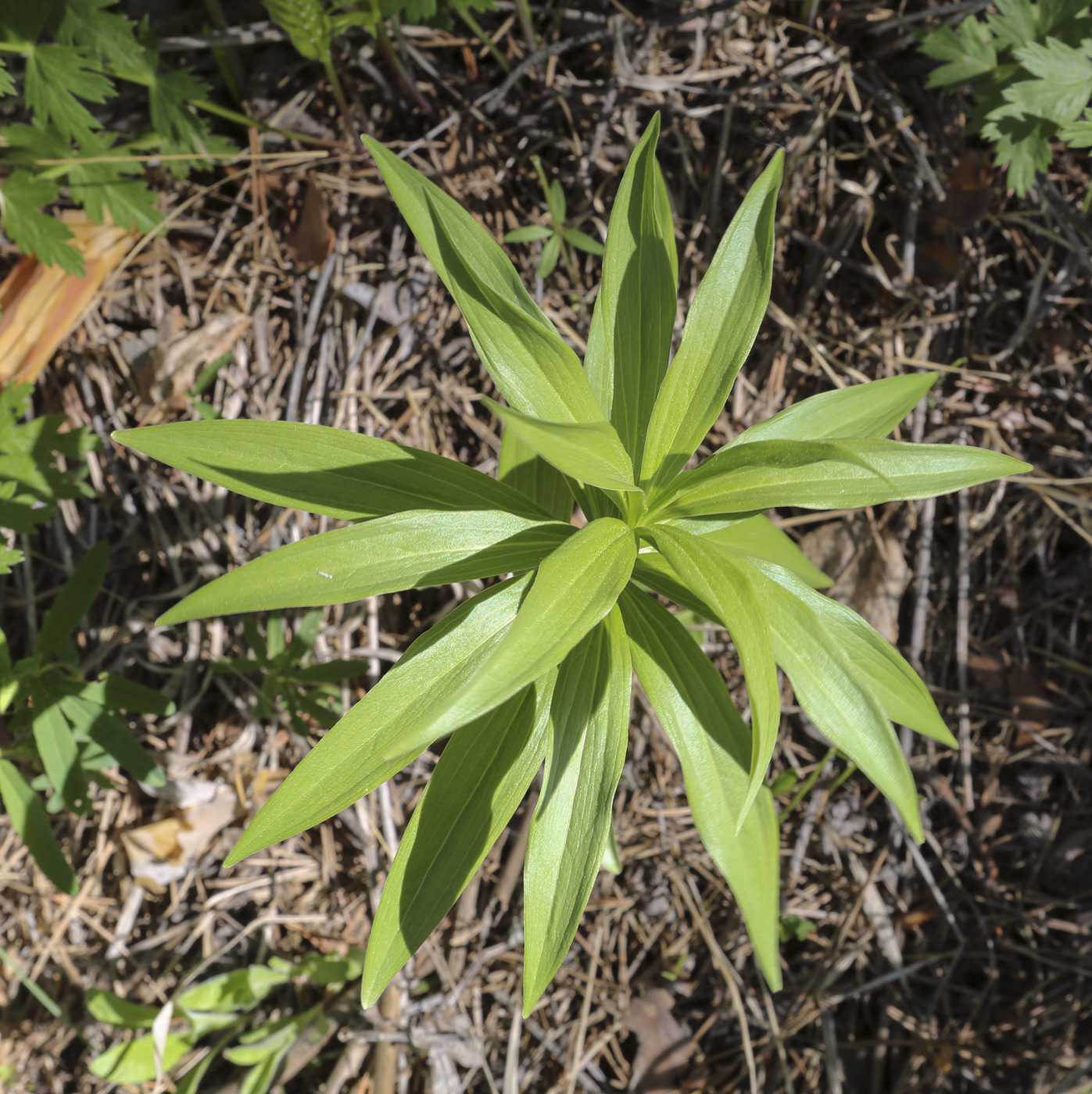 Image of Lilium pilosiusculum specimen.