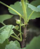 genus Ribes. Неспелый плод. Пермский край, Кунгурский р-н, правый берег р. Сылва, ур. Камень Ермак, вершина скального обнажения. 04.06.2020.