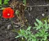 Papaver rhoeas