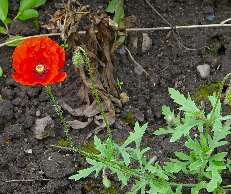 Изображение особи Papaver rhoeas.