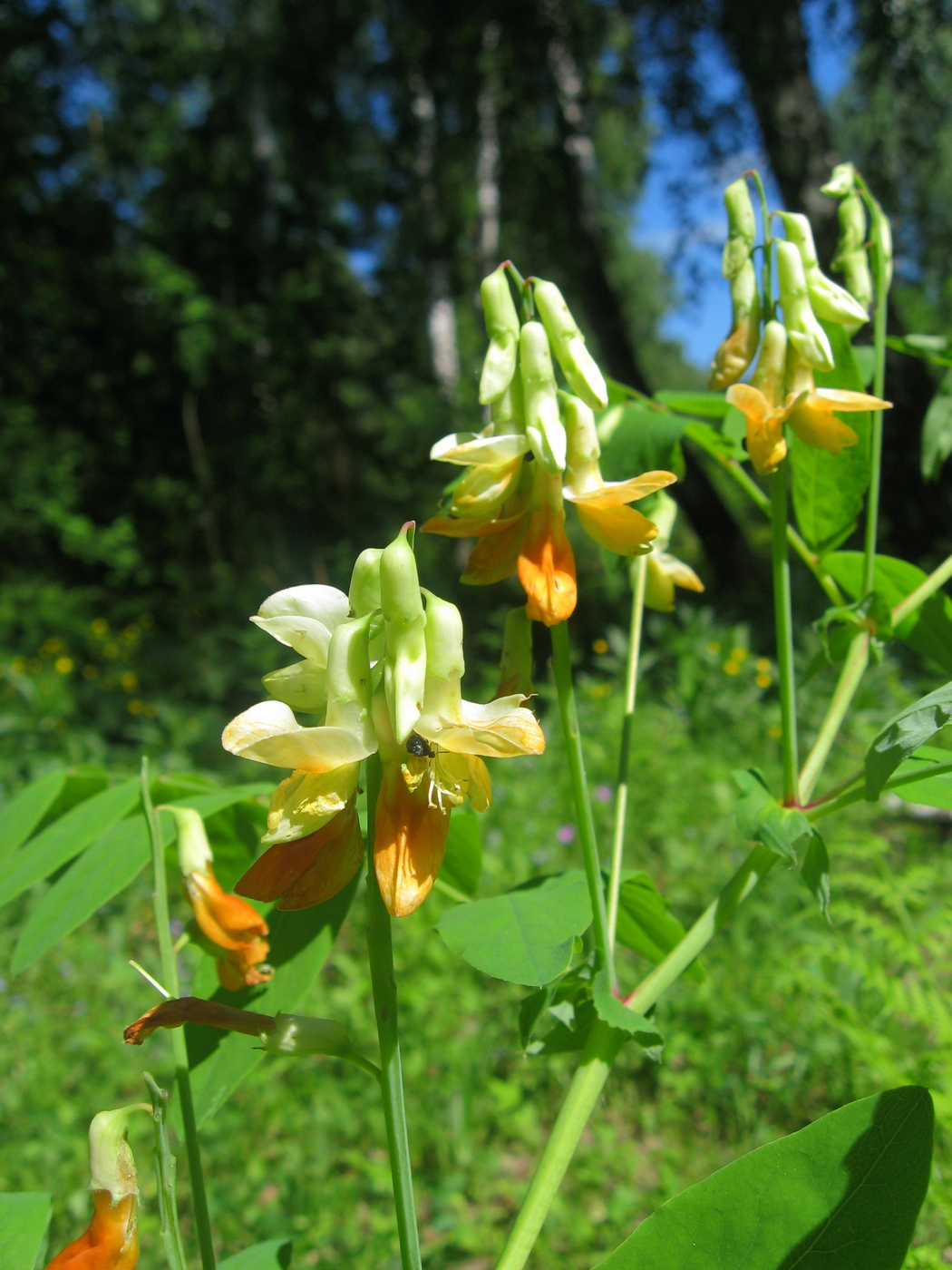 Image of Lathyrus gmelinii specimen.