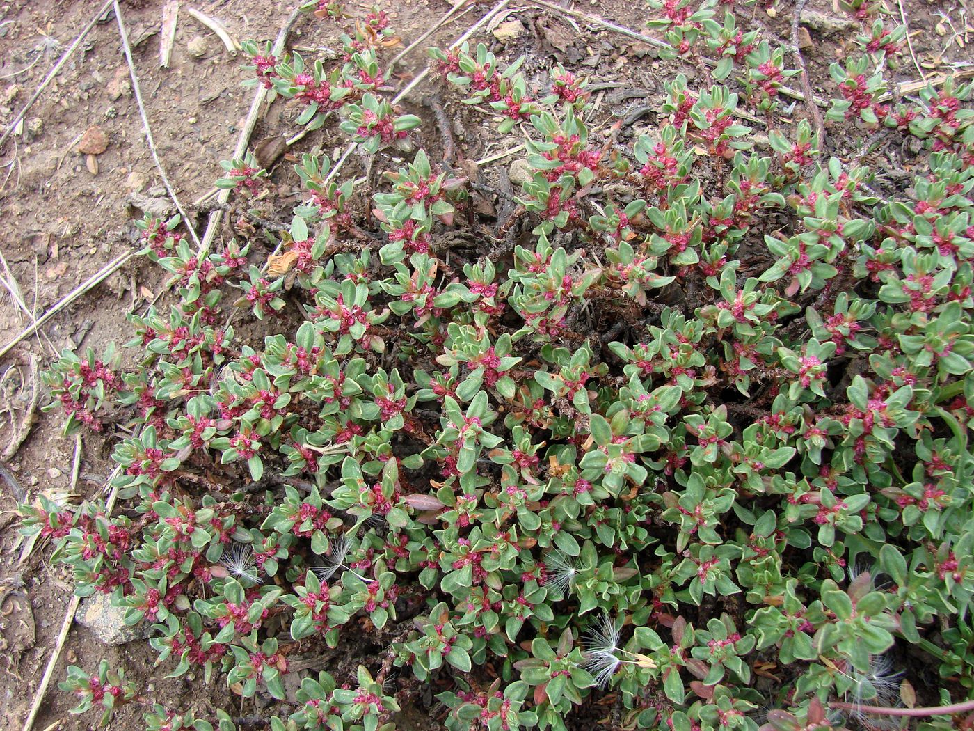 Изображение особи Polygonum biaristatum.