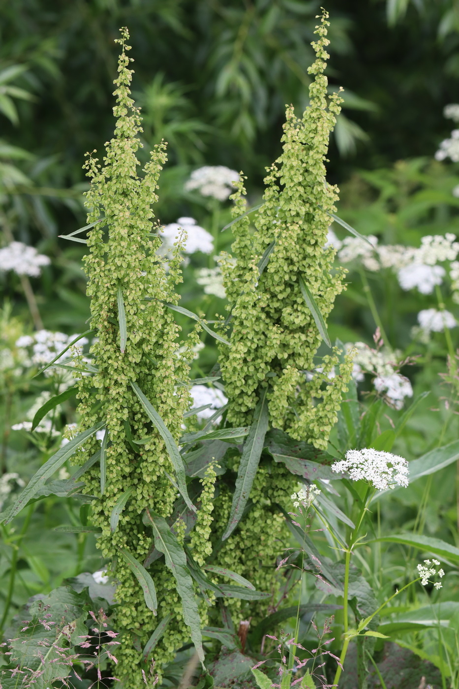 Image of genus Rumex specimen.