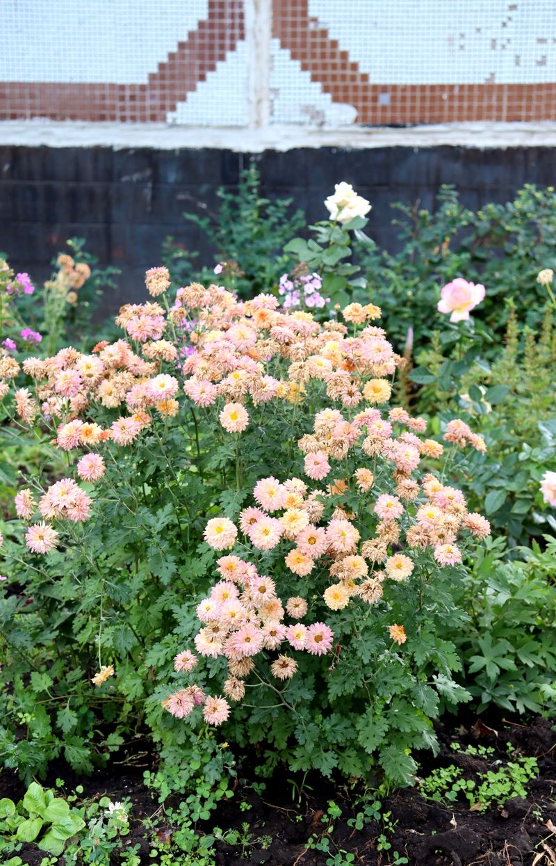 Image of genus Chrysanthemum specimen.