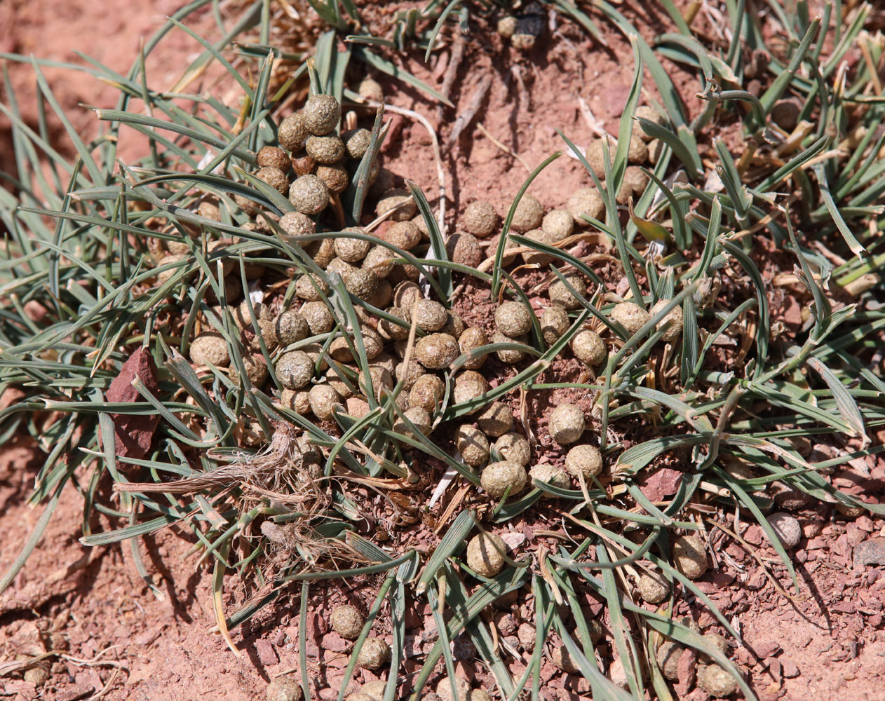 Image of Psathyrostachys juncea specimen.