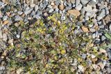 Trigonella geminiflora