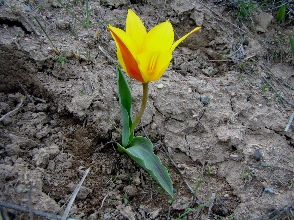 Image of Tulipa kaufmanniana specimen.