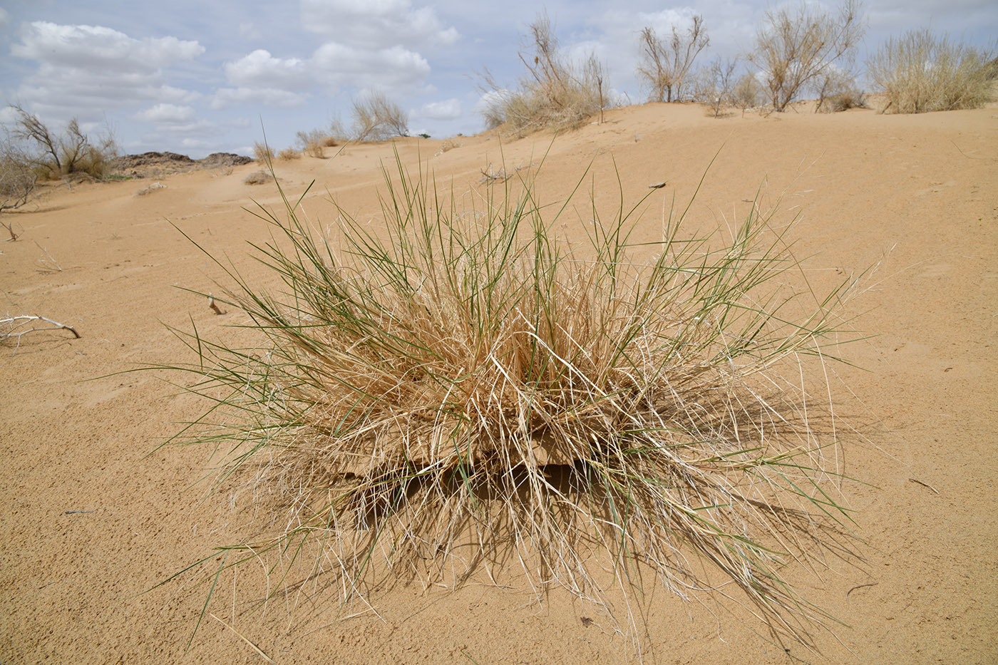 Image of genus Stipagrostis specimen.