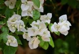 Bougainvillea glabra. Соцветия и листья. Египет, мухафаза Кена, г. Луксор, Карнакский храмовый комплекс, в культуре. 06.05.2023.