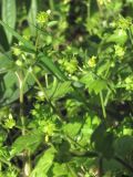 Ranunculus chius