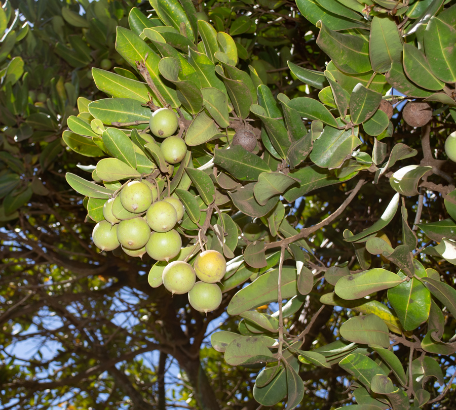 Изображение особи Mimusops coriacea.