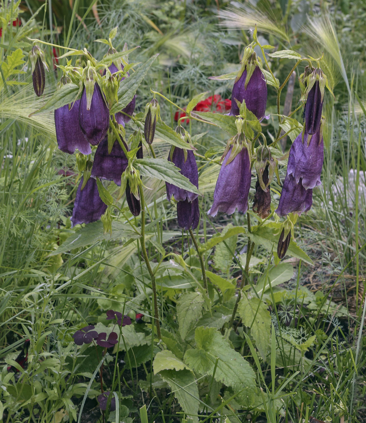 Image of Campanula punctata specimen.