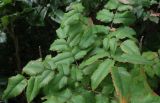 Mahonia aquifolium. Листья. Болгария, г. Бургас, Приморский парк, в культуре. 16.09.2021.