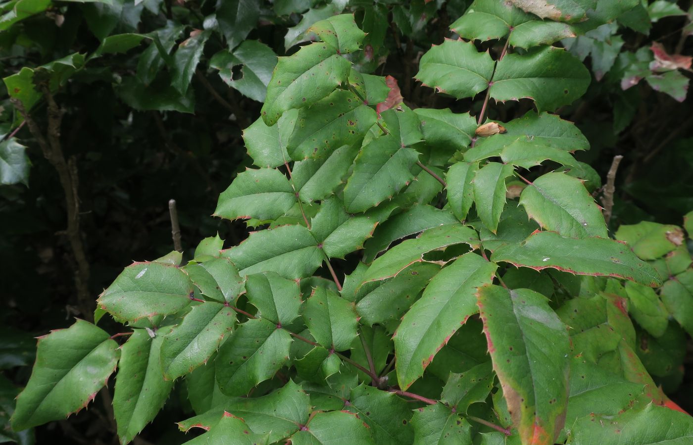 Изображение особи Mahonia aquifolium.
