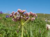 Chaerophyllum roseum. Верхушка побега с соцветием. Адыгея, Кавказский биосферный заповедник, северо-восточный склон горы Блям, ≈ 2300 м н.у.м., субальпийский луг. 24.07.2017.