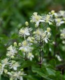 Clematis vitalba. Соцветие с цветками и бутонами. Грузия, г. Тбилиси, заросли кустарников у стены крепости. 10.06.2023.