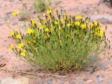 Youngia tenuifolia