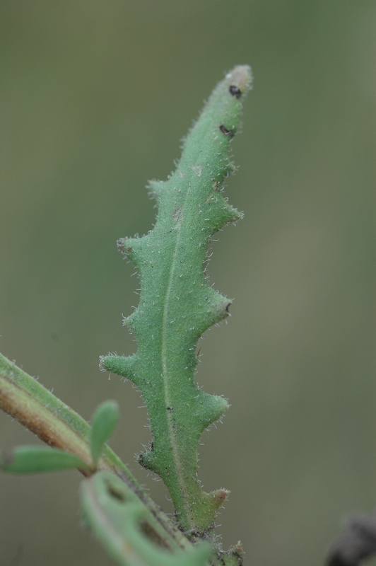 Image of Saussurea prostrata specimen.